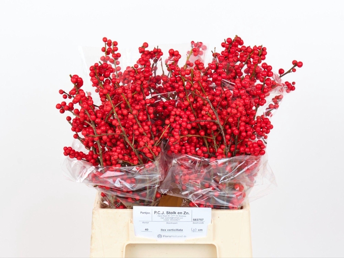 <h4>ILEX VE RODE BES</h4>