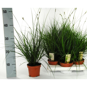 Carex brunnea (green) p12