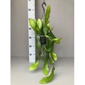 Epiphyllum overig hangpot fruhlingsgold