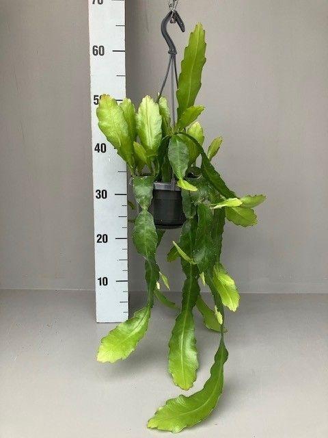 <h4>Epiphyllum overig hangpot fruhlingsgold</h4>