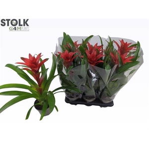 Guzmania Amoretto