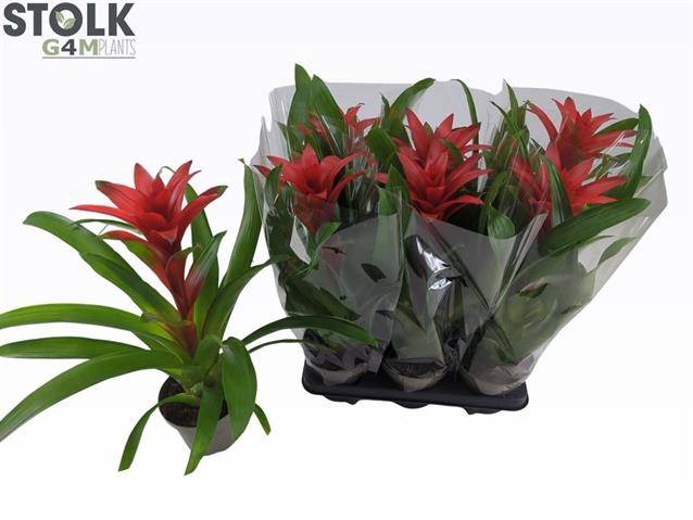 <h4>Guzmania Amoretto</h4>