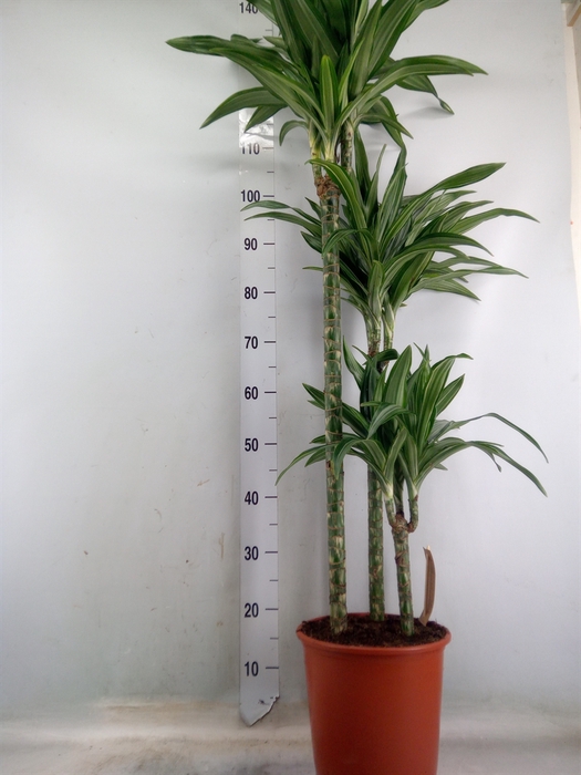 <h4>Dracaena fr de 'Ulises'</h4>