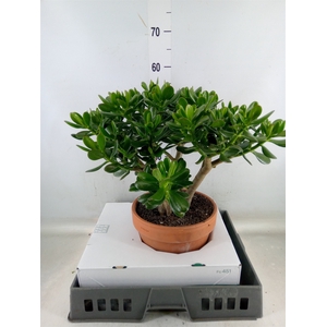 Crassula ovata