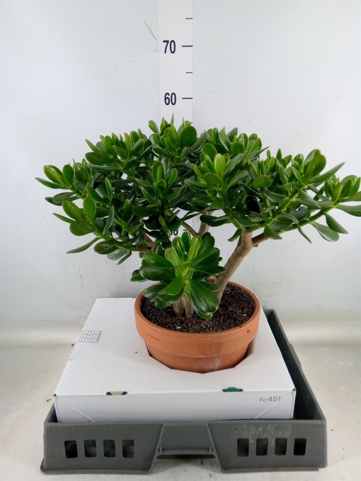 <h4>Crassula ovata</h4>