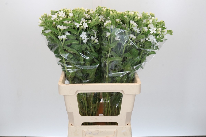 <h4>Oxypetalum Alba</h4>
