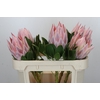 Protea Cynaroides Grande