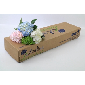 Hydrangea Premium Mix