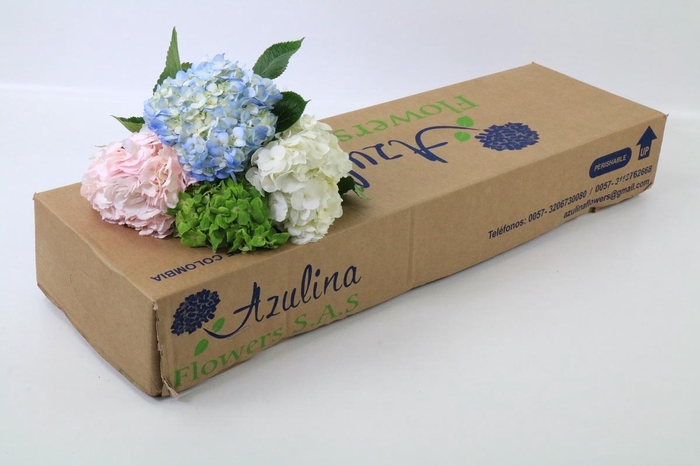<h4>Hydrangea Premium Mix</h4>