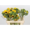 Helianthus Orange Fire