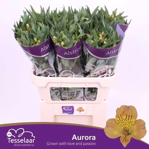 ALSTR AURORA ALSTROEMERIA AURORA