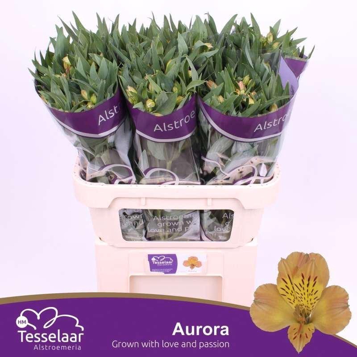 <h4>ALSTR AURORA ALSTROEMERIA AURORA</h4>
