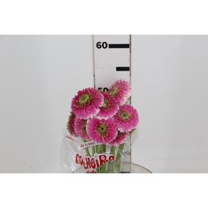 GERBERA BOLERO DONADONA < 050 CM < 10 CM DIAM