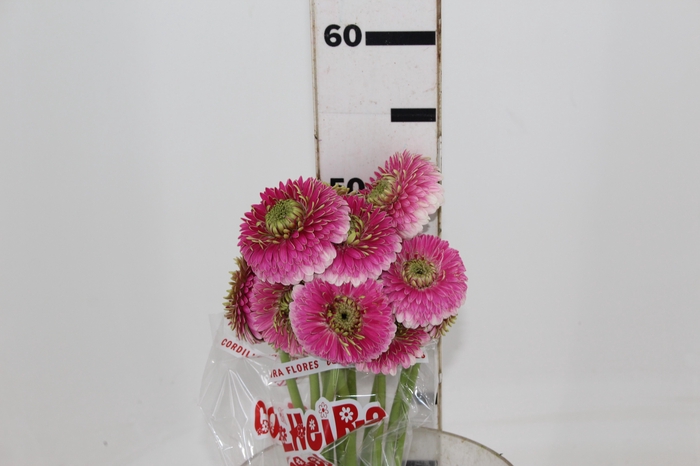 <h4>GERBERA BOLERO DONADONA < 050 CM < 10 CM DIAM</h4>