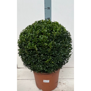 BUXU SEMPERVIRENS