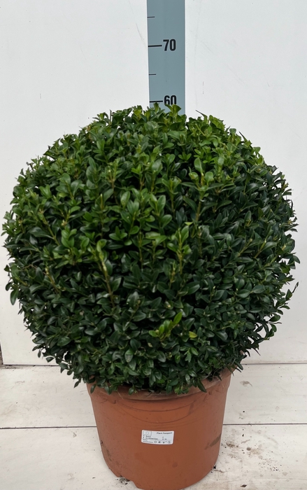 <h4>BUXU SEMPERVIRENS</h4>