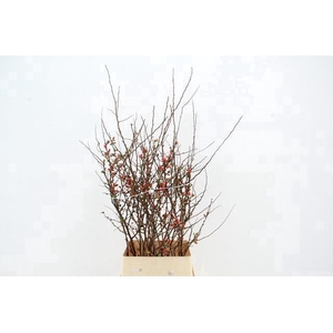 CHAENOMELES JAPONICA PINK 100CM