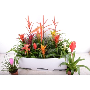 BROMELIA GEM 15 SRT