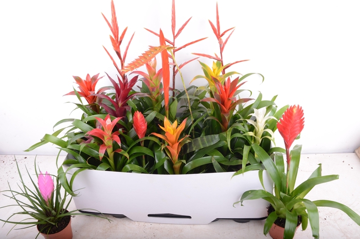 <h4>BROMELIA GEM 15 SRT</h4>