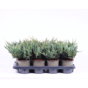 Juniperus horizontalis Blue Chip
