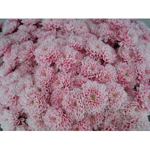 Chr T Altaj Pastel Pink