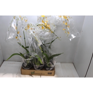 ONCIDIUM GOWER RAMSEY SUNKIST P15