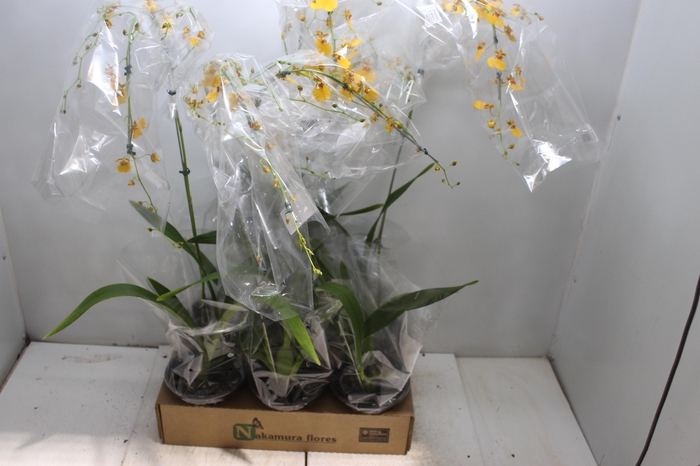 <h4>ONCIDIUM GOWER RAMSEY SUNKIST P15</h4>