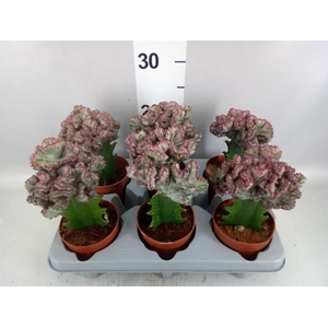 Euphorbia lactea