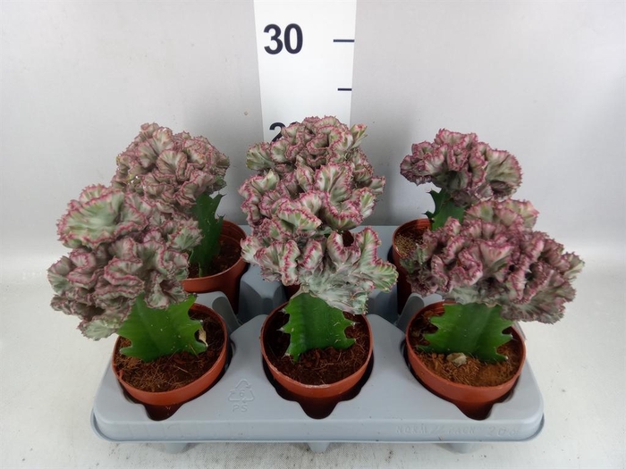 <h4>Euphorbia lactea</h4>