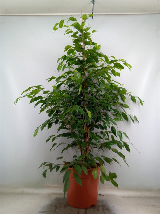 <h4>Ficus benja. 'Exotica'</h4>