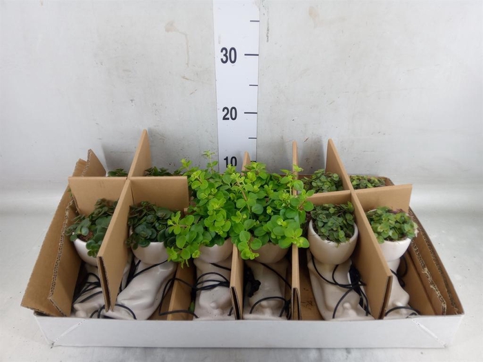 <h4>Arr.   Kamerplant Groen L%</h4>