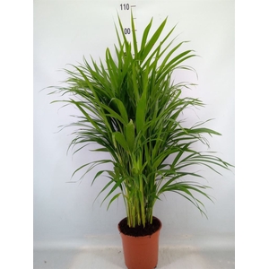 Dypsis lutescens   ...Chrysalidoca