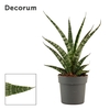 Sansevieria Tiger crown 12 cm (Decorum)