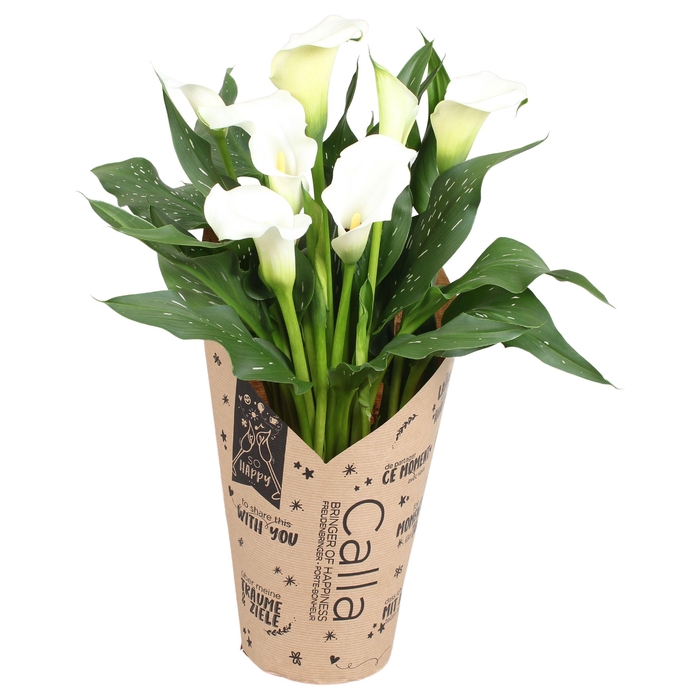 <h4>Zantedeschia Fresco Calla wit in kraft hoes</h4>