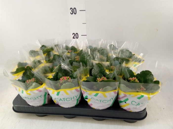 <h4>Kalanchoe blos. 'Calandiva Rubio'</h4>