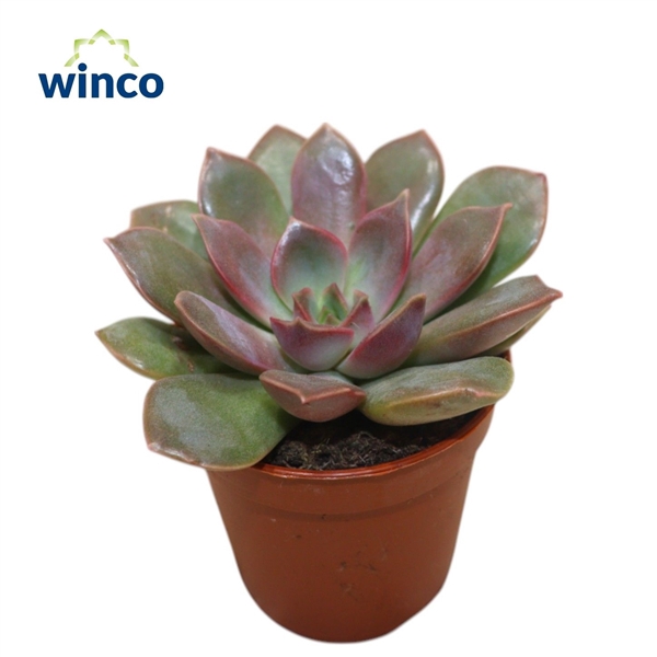 <h4>Echeveria Mina</h4>
