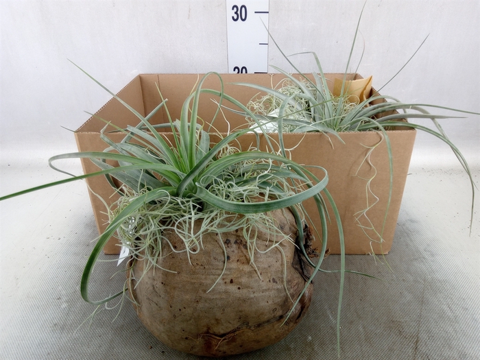 <h4>Arr.  Tillandsia H%</h4>