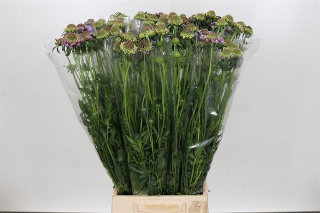 <h4>SCABIOSA PINK PEPPERMINT</h4>