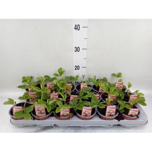 Fragaria   ...