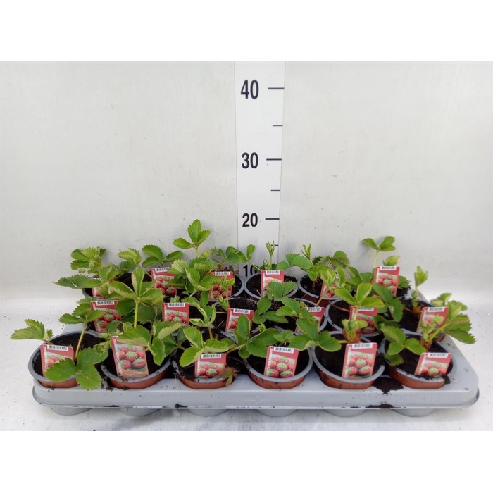 <h4>Fragaria   ...</h4>