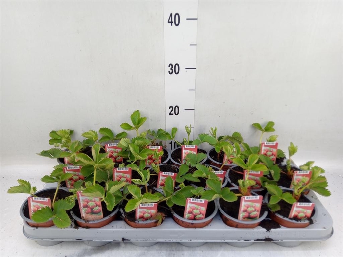 Fragaria   ...