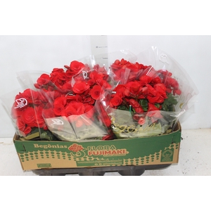 BEGONIA BALADIN P15