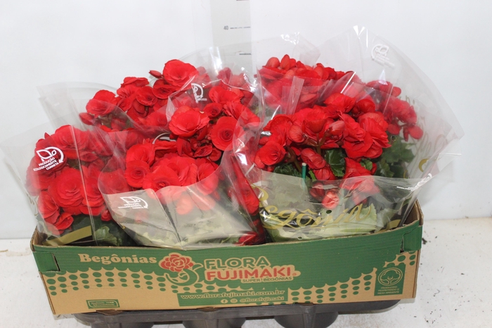 <h4>BEGONIA BALADIN P15</h4>