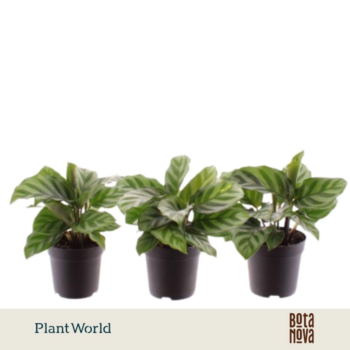 <h4>Calathea Freddie</h4>
