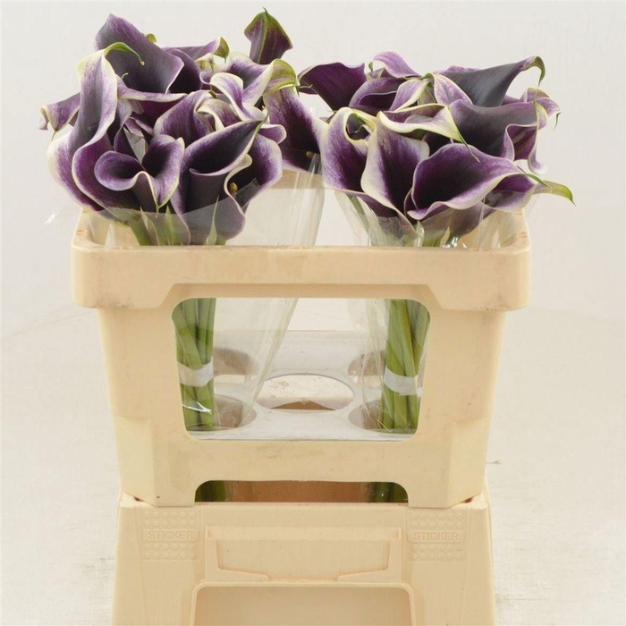 <h4>Zantedeschia dubai nights</h4>