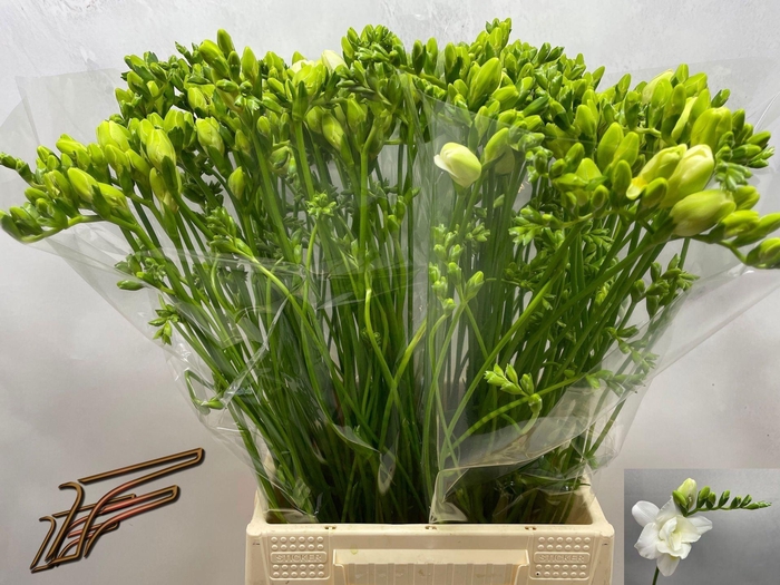 <h4>Freesia du Volante</h4>