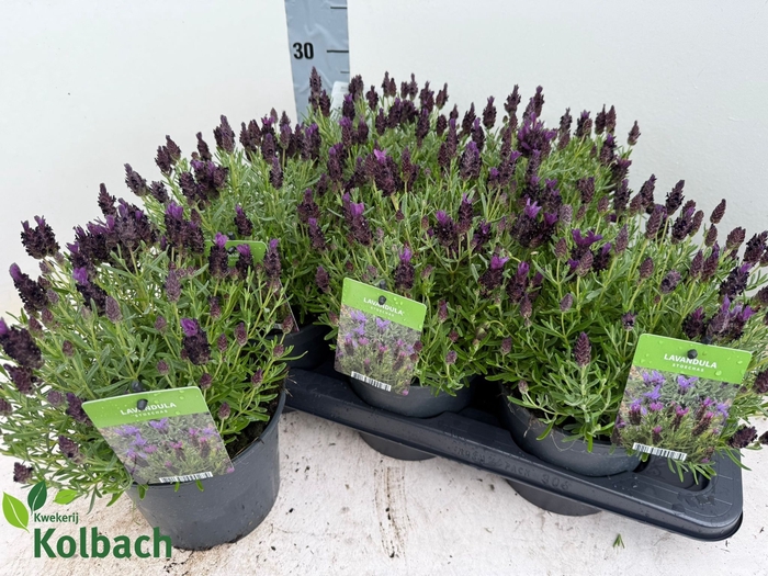 <h4>LAVAN S BANDE PURPLE</h4>