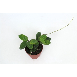 Hoya Elliptica 12 cm