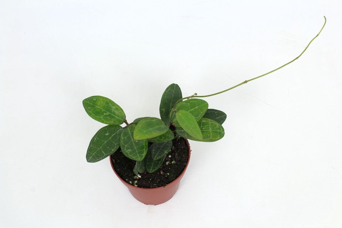 <h4>Hoya Elliptica 12 cm</h4>