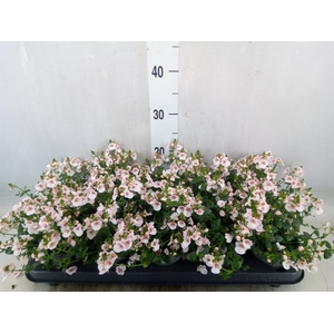 Diascia  'Piccadilly Appleblossom'